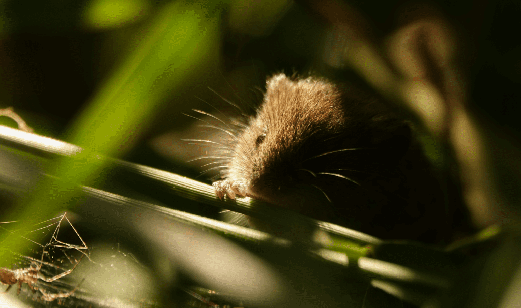 A small brown mouse peeking through green grass in soft, dappled sunlight. The focus is on the mouses tiny paw and face, highlighting its delicate features in the natural setting.